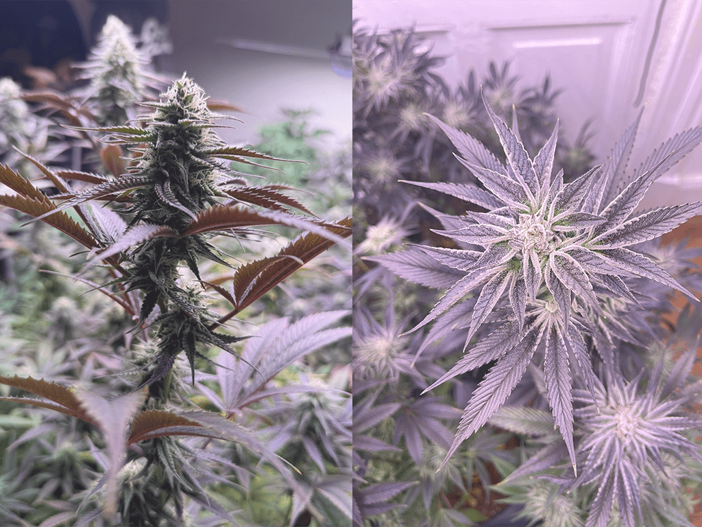 CULTIVO INDOOR