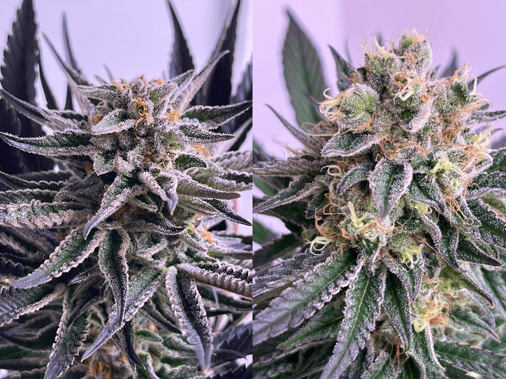 TERPENOS